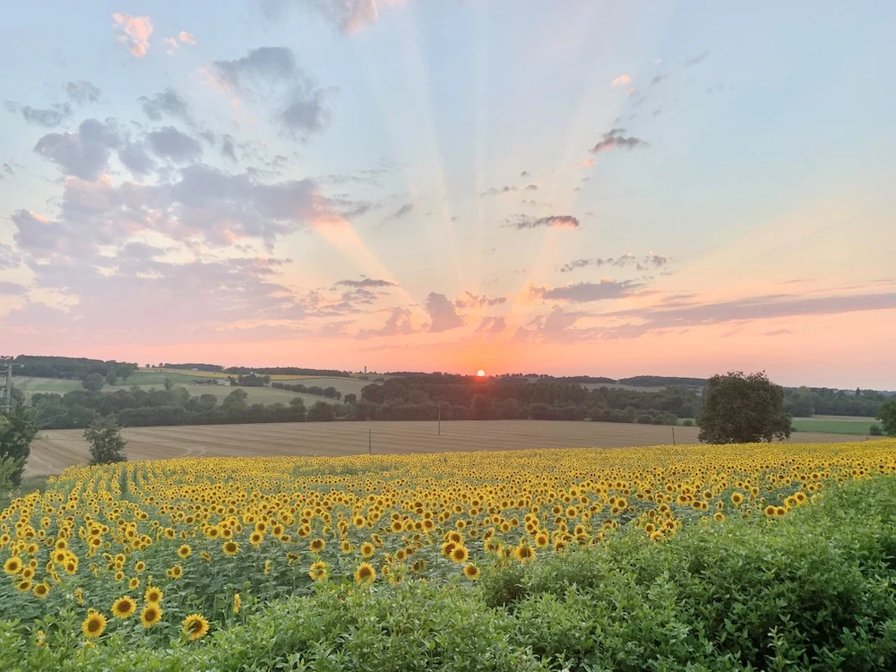 Sunflower field at sunset in the Gers