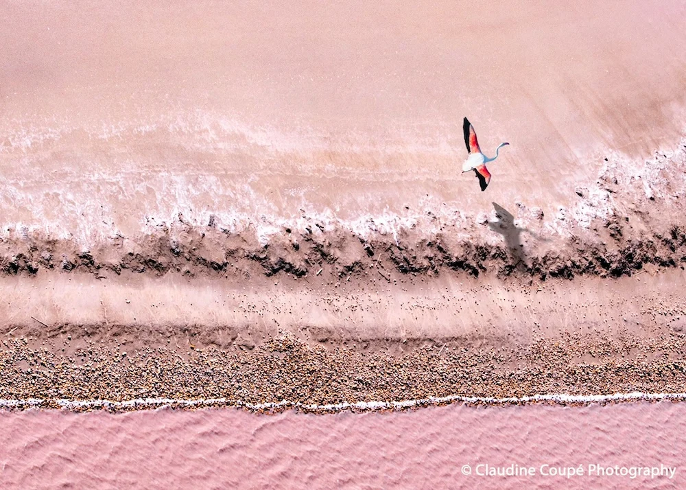 Flamingo flying over a pink lagoon in the Camargue