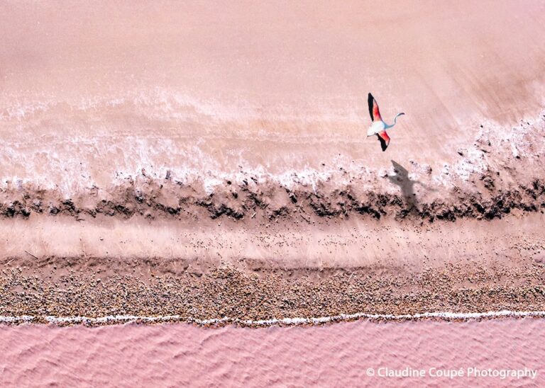 Pink salt marshes and a flamingo in the Camargue, Gard
